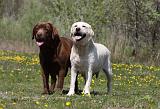 LABRADOR 996
